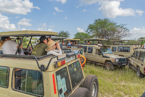 SERENGETI, TANZANIA - February 15,  2020: People take Pictures and watching Wild Animals at a Jeep Safari at Serengeti National Park. Jeep off road Cars in African Savannah, Tanzania, Close up