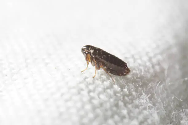 Photo of Super macro close up of Ceratophyllus gallinae, known as the hen flea or European chicken flea. It is an ectoparasite of birds which commonly attacks poultry, and can bite humans and other mammals.