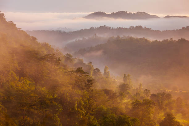 Scenic landscape view of the forested mountain slope in mist and clouds at sunrise, Himalaya mountains in Himachal Pradesh, India