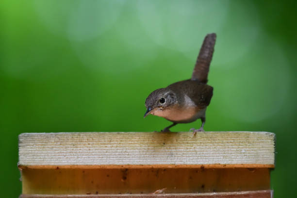 istock House wren on birdhouse 1248779724