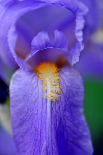 istock A beautiful iris in a garden 1248782074