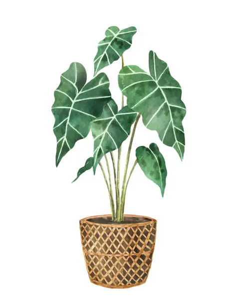 Vector illustration of Watercolor vector clipart with a Alocasia in a ceramic pot. Hand painted illustration for decor, postcards, invitations, kitchen, home and gardening. Decorative greenery collection isolated on white background.