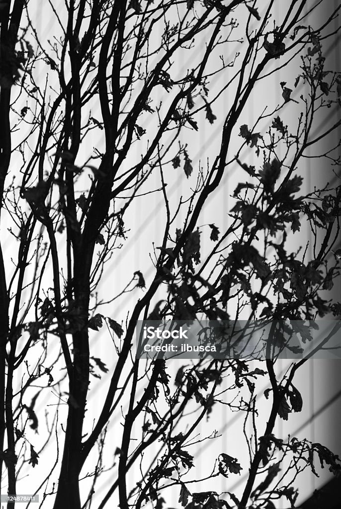 Baum silhouette und moderner Architektur - Lizenzfrei Abgestorbene Pflanze Stock-Foto