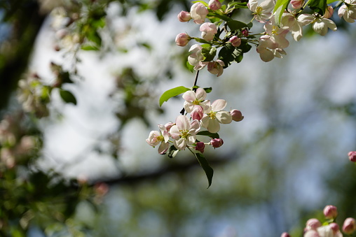 Blossoming branches of apple trees with many white-pink buds and green leaves. Blurred background. Vesenier bloom