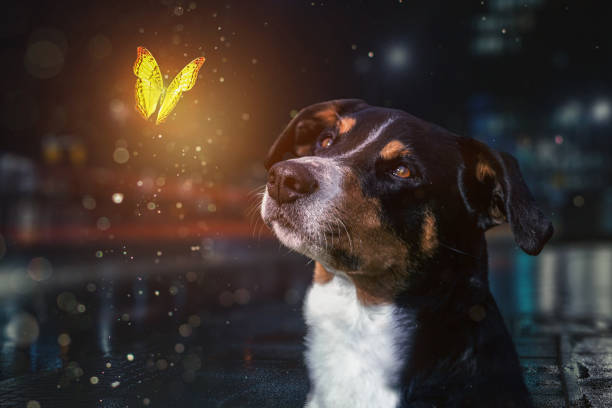 istock Dog on a night with a Butterfly 1248786231
