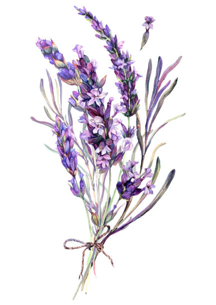Watercolor Illustration of Lavender Bouquet Watercolor Botanical Illustration of Lavender Bouquet Isolated on White Background. Vintage Style Floral Decoration. lavender lavender coloured bouquet flower stock illustrations