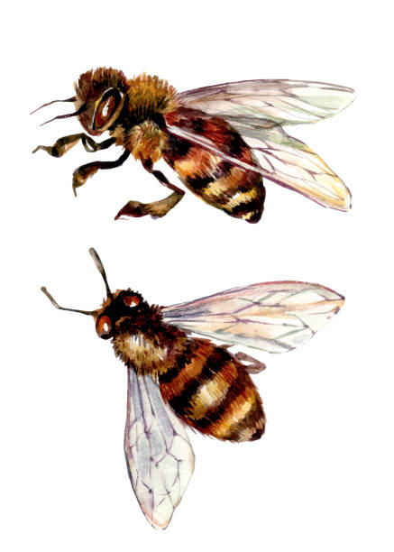 aquarell illustration von honigbiene - pollenflug stock-grafiken, -clipart, -cartoons und -symbole