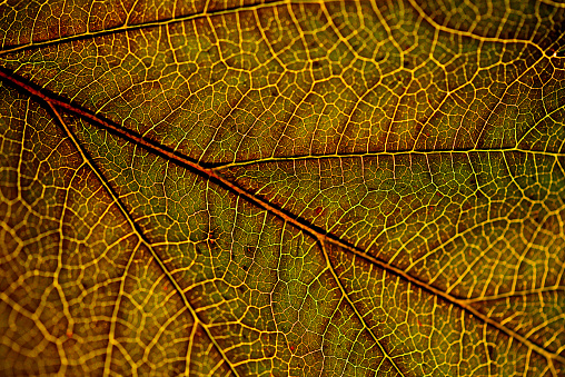 Macro photo of autumn yellow alder leaf natural texture as organic background. Fall colored yellow leaves texture close up with veins, autumnal foliage, beauty of nature. Botanical design wallpaper