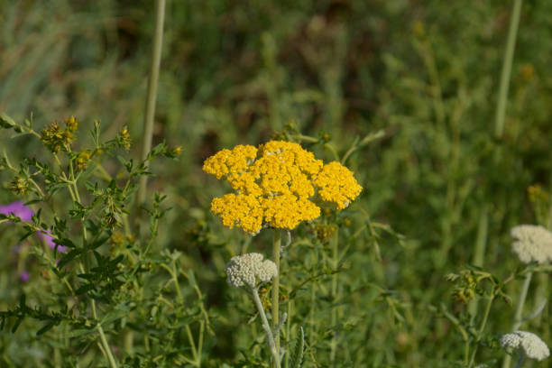 achillea filipedulina or milfoil in bloom with small yellow-golden flowers yarrow in bloom fernleaf yarrow in garden stock pictures, royalty-free photos & images