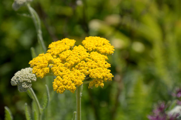 bright-yellow flowers of yarrow in june in front of blurry plant background achillea filipendulina yellow flowers fernleaf yarrow in garden stock pictures, royalty-free photos & images