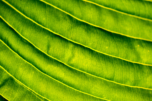 green leaf macro backround