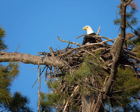 Adult bald eagle sits in newly constructed nest high in a pine tree
