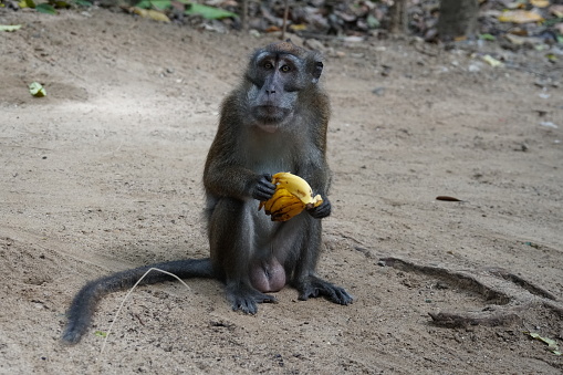 Macaca fascicularis. The Javanese mama eats a yellow ripe banana.