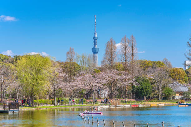 tokyo skytree y flores de cerezo del estanque shinobazu en ueno. - skytree fotografías e imágenes de stock