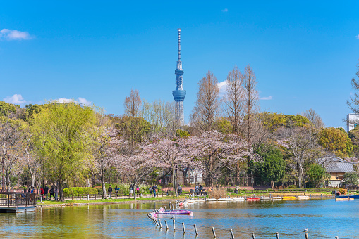 Tokyo Skytree and cherry blossoms of Shinobazu pond in Ueno.