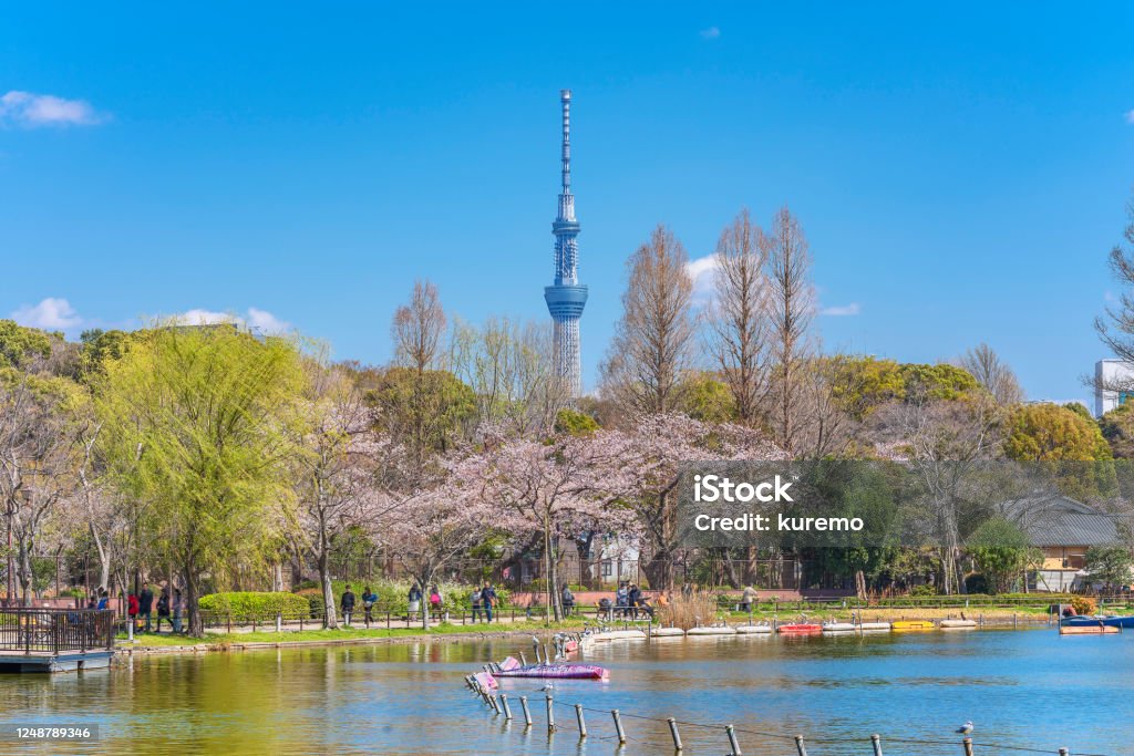 Tokyo Skytree and cherry blossoms of Shinobazu pond in Ueno. Ueno - Tokyo Stock Photo