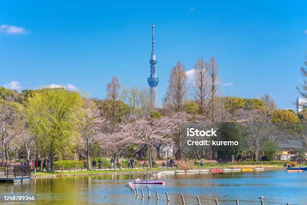 Tokyo Skytree And Cherry Blossoms Of Shinobazu Pond In Ueno Stock Photo - Download Image Now