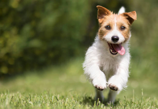 草の中でジャンプ、実行面白い遊び心幸せな笑顔のペットの犬の子犬 - dog jumping ストックフォトと画像
