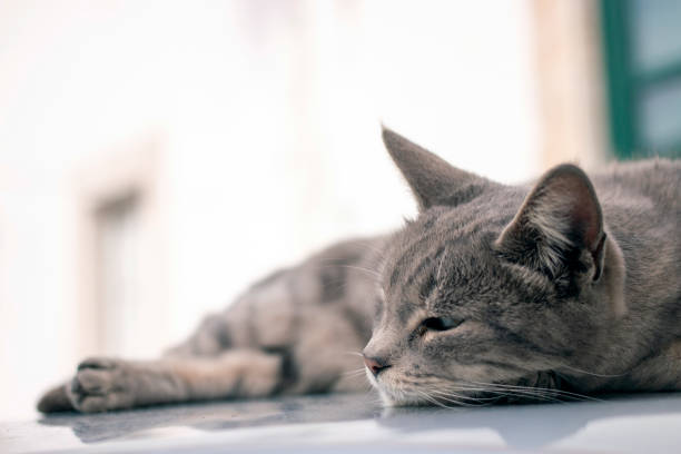 Close up view of a relaxing domestic cat on top of car.