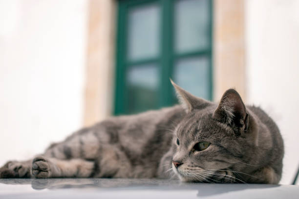 Close up view of a relaxing domestic cat on top of car.