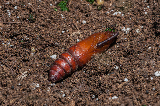 Manduca sexta pupa or Tobacco Hornworm on the ground.