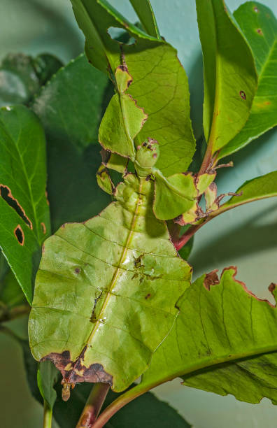 o inseto-folha de gray( phyllium bioculatum) é um inseto-folha da família phylliidae nativa da ásia tropical, bem como madagascar, maurício e as ilhas seychelles - bicho pau - fotografias e filmes do acervo