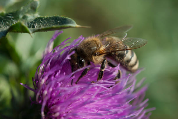 istock The western honey bee (European honey bee) on milk thistle 1248790840