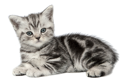 Pretty kitten (british shorthair cat) isolated on a white background.