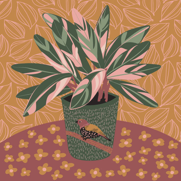 Stromanthe Triostar Houseplant Vector illustration of a Stromanthe Triostar houseplant. The pink and green plant is in a bird design planter and siting on a flower pattern tablecloth. The gold leaf design background is a seamless pattern. zebra plant stock illustrations