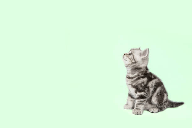 Bonito gatito (pelo corto británico) sobre un fondo verde con espacio de copia. - foto de stock