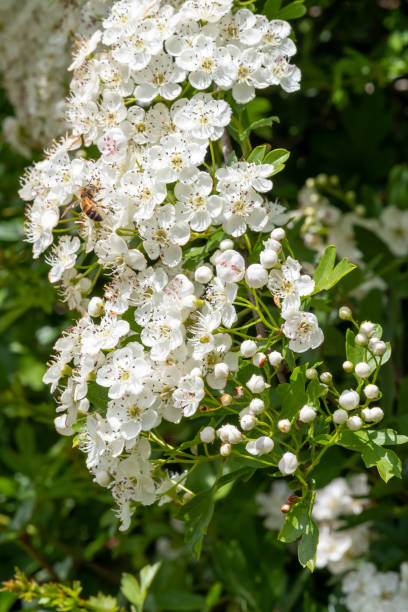 mayflower (crataegus laevigata) - laevigata zdjęcia i obrazy z banku zdjęć