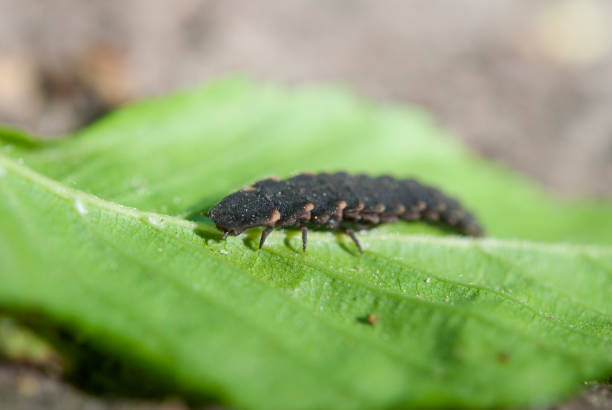 Larva of Lampyris noctiluca Lampyris noctiluca, the common glow-worm of Europe, is a firefly species of the genus Lampyris. lampyris noctiluca stock pictures, royalty-free photos & images