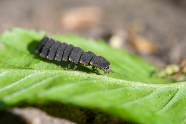 Larva of Lampyris noctiluca Lampyris noctiluca, the common glow-worm of Europe, is a firefly species of the genus Lampyris. lampyris noctiluca stock pictures, royalty-free photos & images