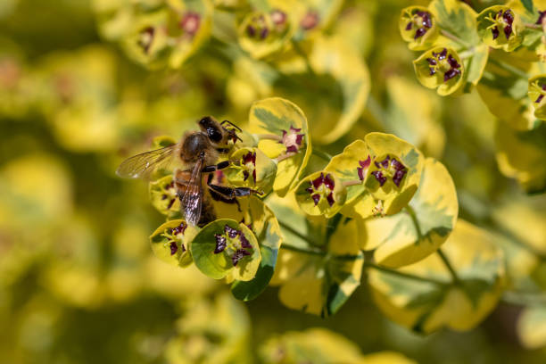 Close-up of bee sitting on blossom of Euphorbia plant