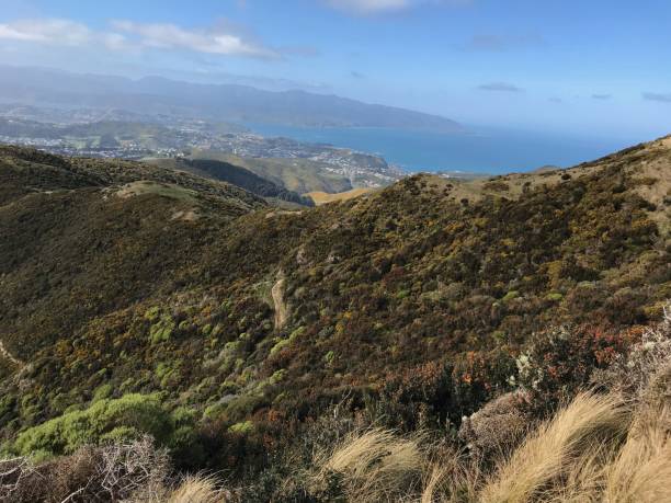 istock Wellington City from Hawkins Hill 1248792350
