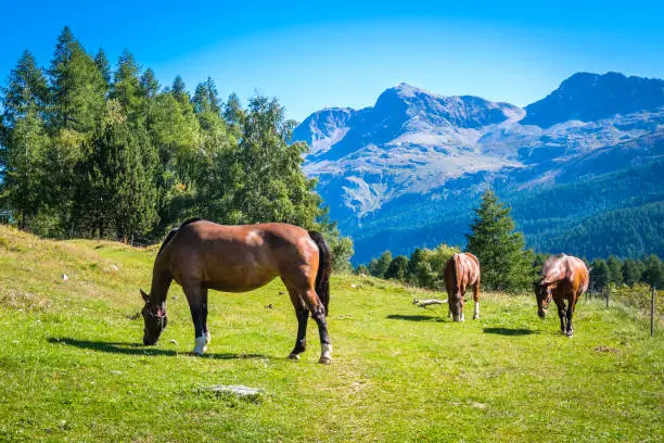 Near Lake Sils and the village of Sils in the Upper Engadine Valley (Graubünden, Switzerland) three brown horses are grazing in green fields on a sunny September morning