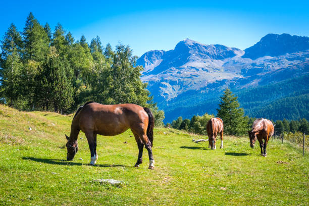 три лошади пасутся на полях возле озера силс (граубюнден, швейцария) - engadine alps landscape autumn european alps стоковые фото и изображения