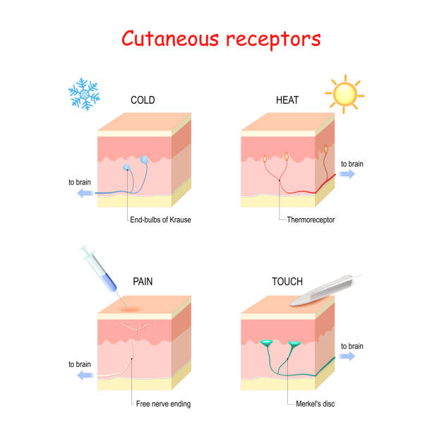 분리 수용체. 감각 수용체를 가진 인간 피부의 층 - receptor stock illustrations