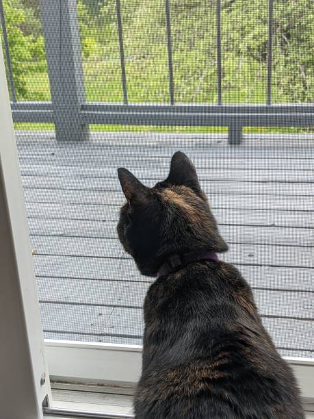 istock Young Dark Brown Calico Cat Looking Outside Through a Screen Door in Summer 1248795183