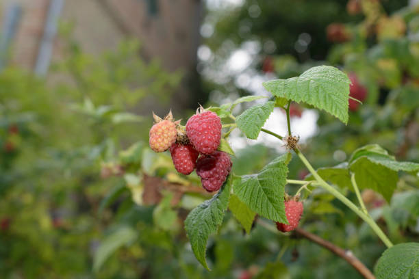 Sprig of raspberries garden raspberries.