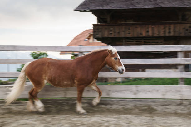 istock Dressage horse gallops in training paddock 1248796692