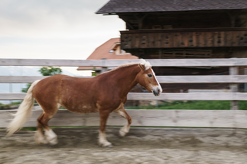 two lipizzaner in vienna