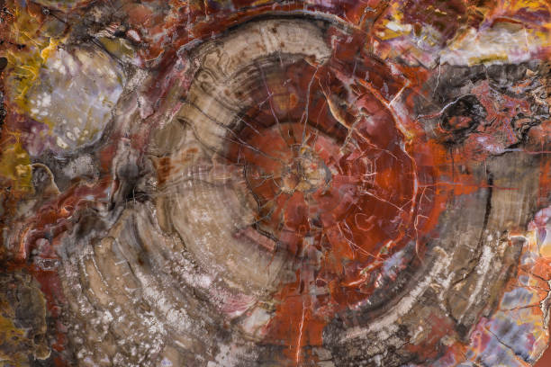 tronco della conifera araucarioxylon arizonicum pietrificato dalla foresta pietrificata in arizona - legno fossile foto e immagini stock