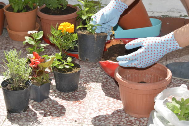 istock Gardening on the balcony - city lifestyle 1248796977