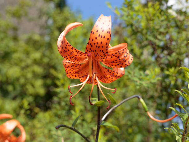 istock Orange Tiger Lily Flower 1248798427