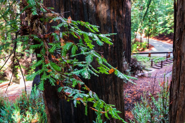 A Stunning Wet Morning In Big Sur, California. The Home Of The California Ancient Redwood