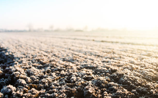istock Frozen ground with hoarfrost on a farm field. Weather forecast and development time strategy for sowing growing crops. Unpredictable weather, global climate destabilization. Focus on frozen soil 1248800209