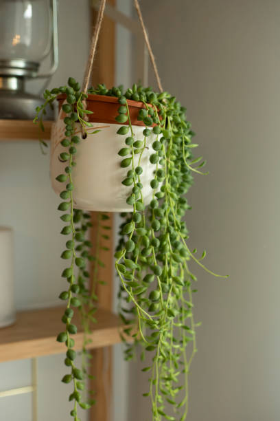 Senecio rowleyanus house Plant (string of pearls) in a animal face hanging pot. stock photo