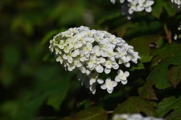 Oakleaf hydrangea (Hydrangea quercifolia 'Snow flake' ) is a Hidrangeaceae deciduous shrub with bright white flowers that bloom in cones from May to July.