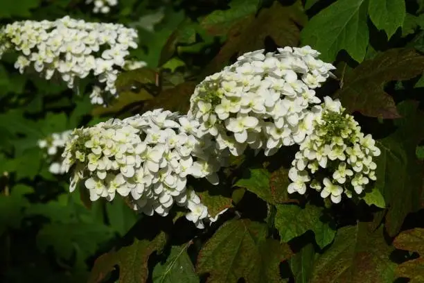 Oakleaf hydrangea (Hydrangea quercifolia 'Snow flake' ) is a Hidrangeaceae deciduous shrub with bright white flowers that bloom in cones from May to July.